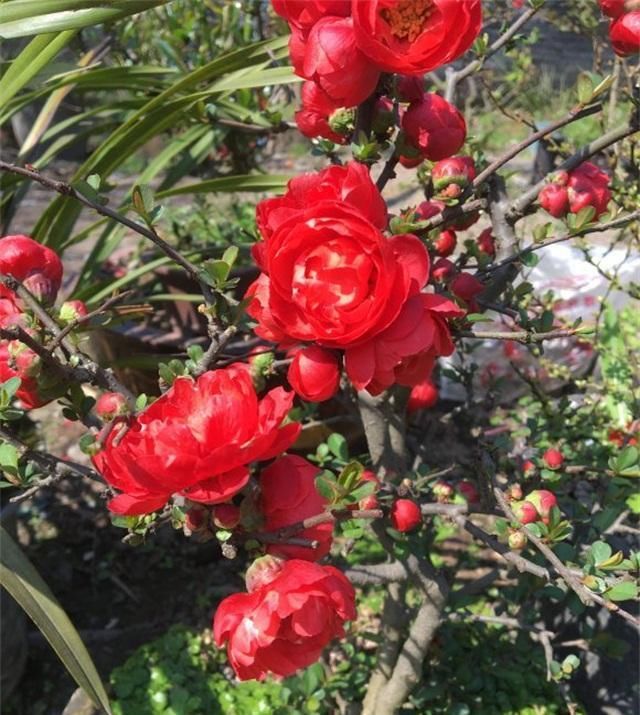 『我国』此花我国独有,花色艳丽却无花香,但从古自今都受人喜爱