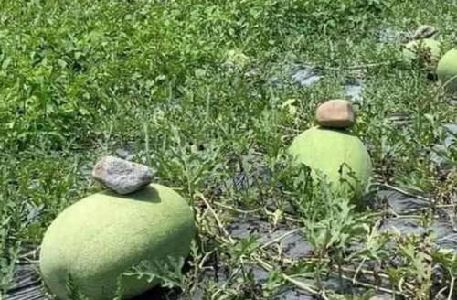 农民种植西瓜，总会往西瓜上“压石头”，其作用一般人都不会懂！
