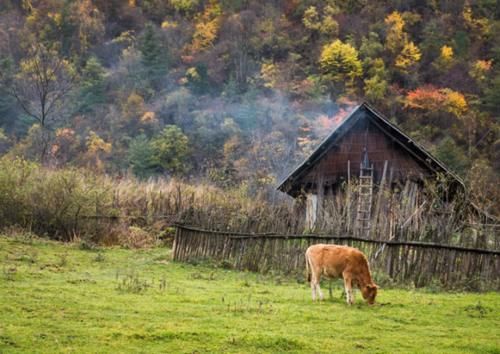 陕西深山藏着个“天然牧场”，风吹草低见牛羊，宛如世外桃源