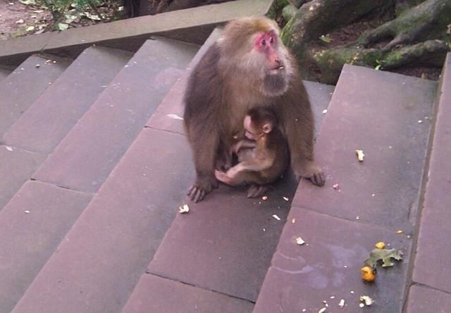 景区猴子撕扯游客背包翻零食，无底线纵容，还是该制止？