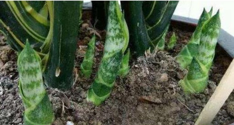  开出漂亮■4种花耐旱的“懒人花” 一月不浇水 反而长得更茂盛了