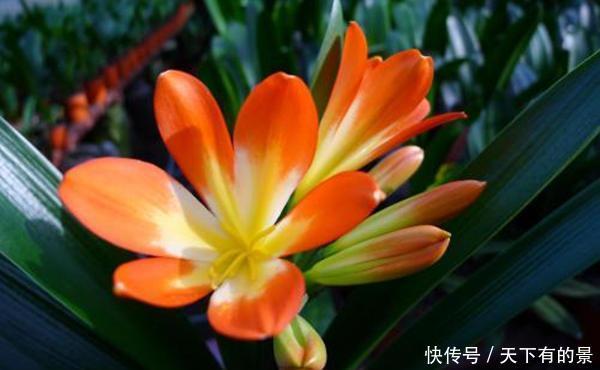  养殖|养“君子兰”坚持十年，总结出的养花秘籍，说的句句在理