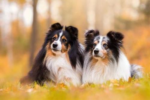  #拉布拉多#世界10大聪明犬种，都是智商特别高的狗狗，你养了哪一种？