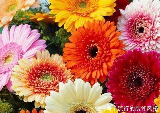 「就要」新手养护花卉,就要养护漂亮、艳丽的花卉,适合在家中养护,优雅