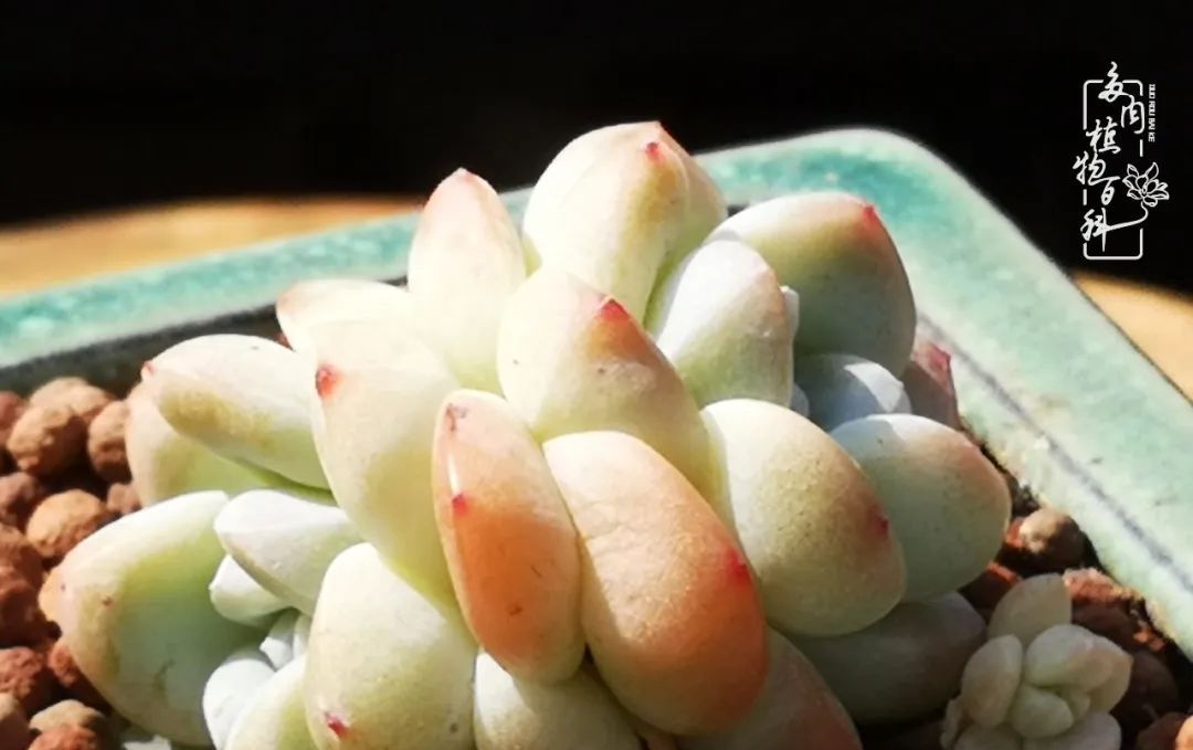  [庭院]一院一狗,三餐四季,慢下来的庭院生活才是好生活!