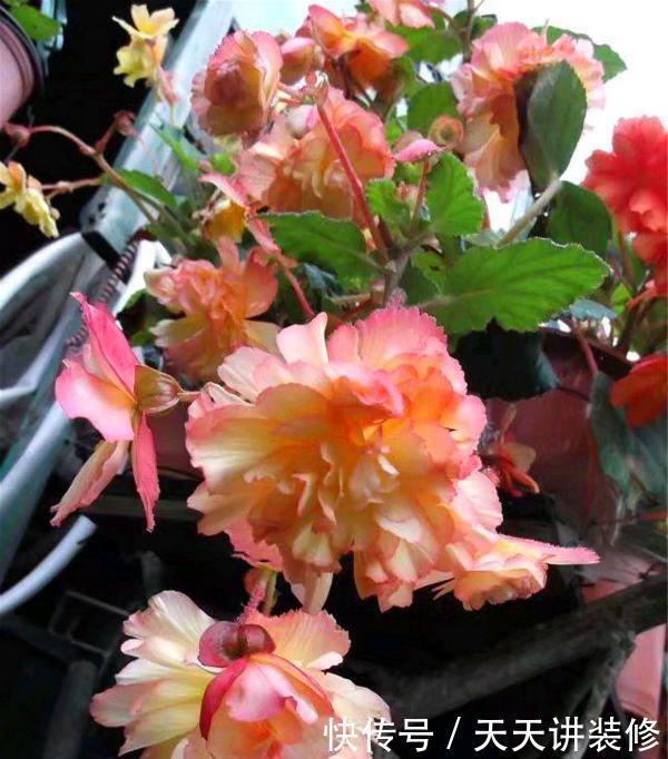  「漂亮」花卉中的“另类”，一蒂两花、一雌一雄，既像牡丹又像茶花