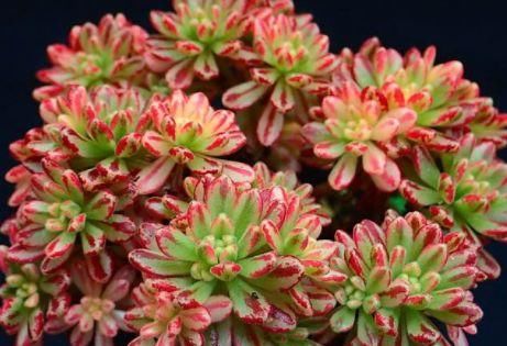  『暴晒』阳台养花老是焉？不如养盆耐旱花，在阳台暴晒，花朵也能繁盛鲜艳