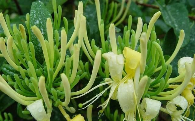 感冒@在家养这几种植物,感冒咳嗽都不用买药啦!
