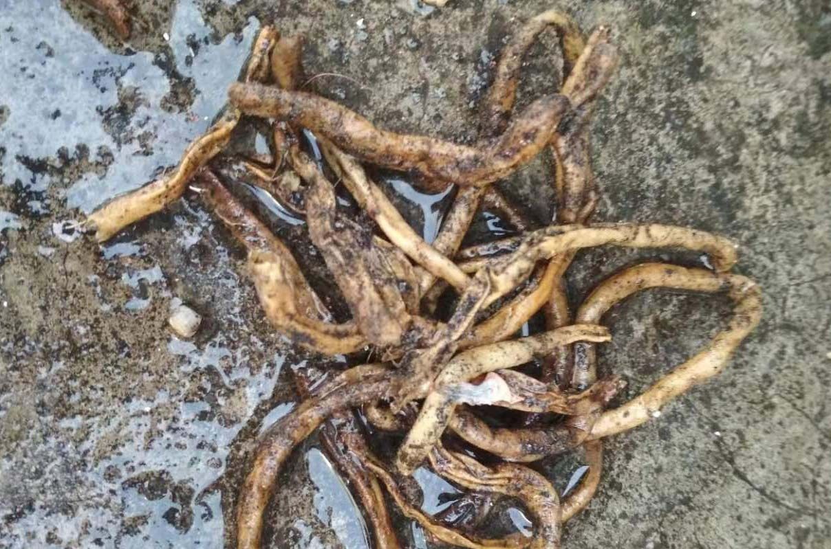 『干燥』给君子兰浇水,错误的方法容易导致烂根,这才是最正确的浇水方法