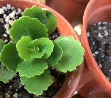 『凋零』凋零之后的长寿花,修剪和养护做得好,来年花苞一茬接一茬