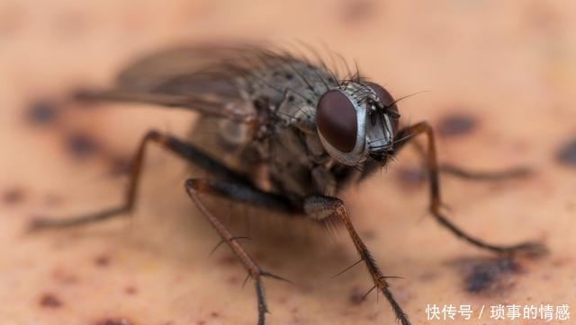  「养殖场」养殖场苍蝇飞满天？生物专家：学会1招，整天不见一只