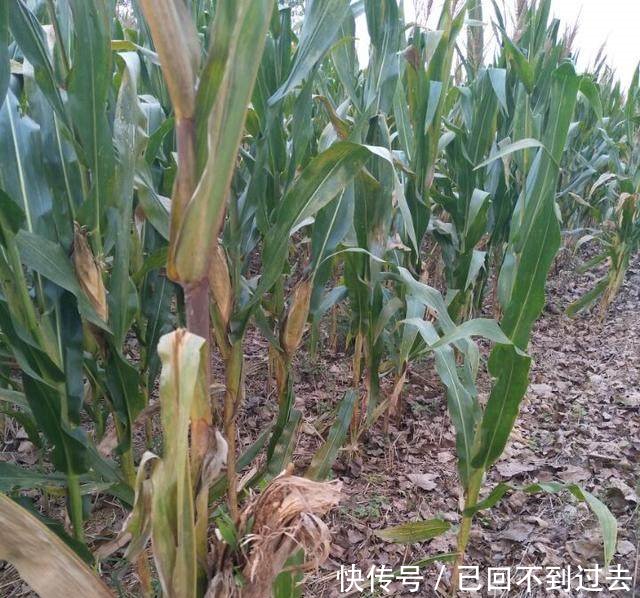 专家今年玉米亩产上千斤，看了下面的照片后专家不说话了！