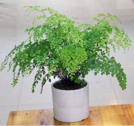  「芙蓉莲」阳台养此款“喜水花”，沾点水就爆盆，开花繁盛惹人爱，绚丽多彩