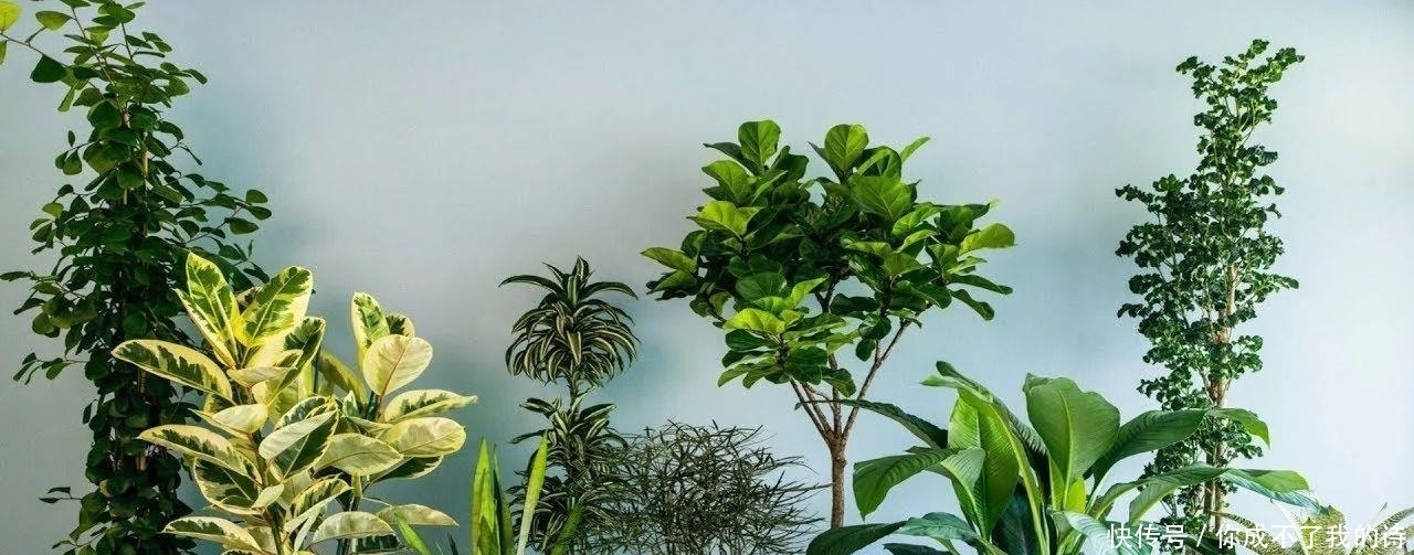 适合|可以给室内增湿的几种植物,很适合养在家里