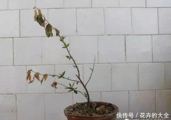 呼呼|天冷梅花扦插错不了,扦插方法有“妙招”,套上塑料袋呼呼长白根