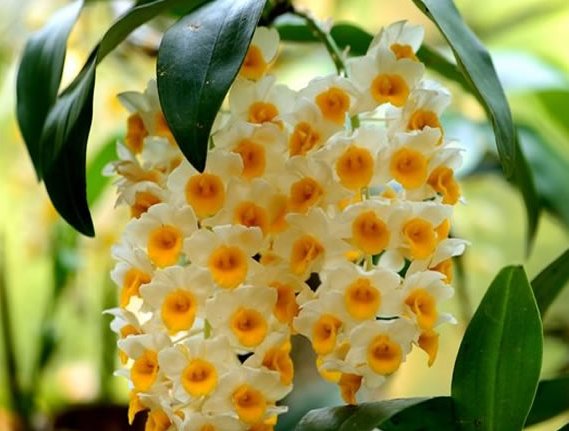  稠密@阳台盆景，选这五种花朵，花开成瀑布，花色鲜艳，花朵稠密超美
