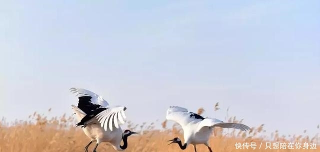 呼伦贝尔的秋天，美的太高级