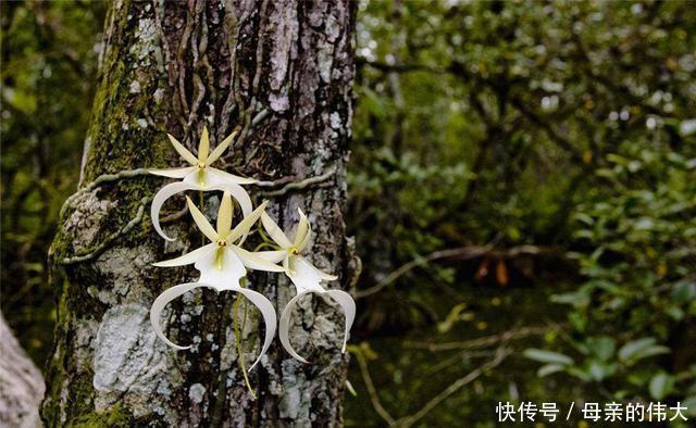 全球最贵兰花形似翻转青蛙，在世界最高山被发现，价值1500万