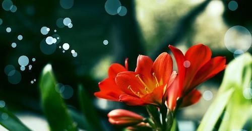  『浇错』养君子兰，浇水姿势居然很关键，浇错水叶片脏兮兮，发黄又烂根