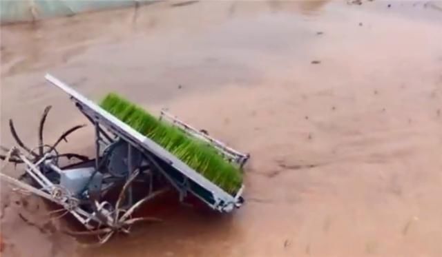  【小伙】中国19岁小伙发明“牛拉式”插秧机,效率是人工8倍,300