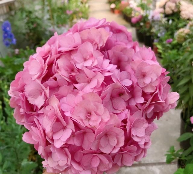 『技巧』谁说绣球花在花苞期不能给花苞喷水?掌握3个技巧,开花比碗大