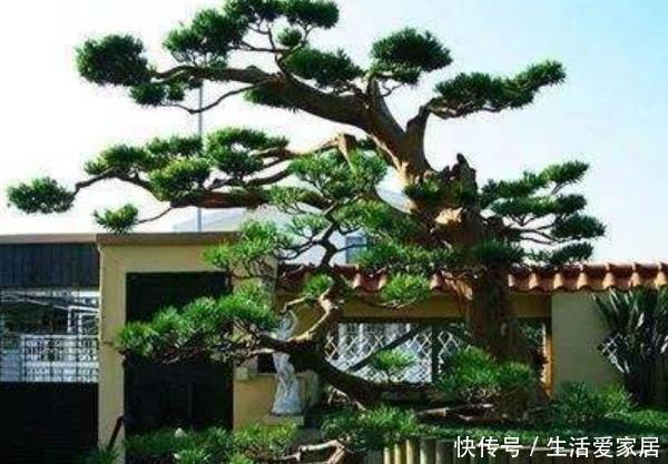 『好运』3种“好运花”,养一盆“好运连连”,尤其第三种,有钱人都喜欢