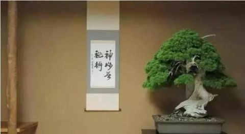  「真柏」已知最贵的10棵盆景，土豪的世界你不懂