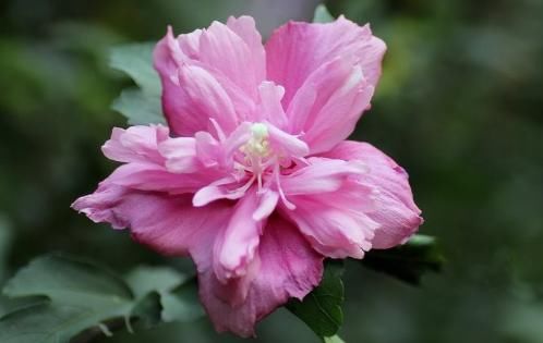  『开花』这4款小花，花量大又好养，随便一养绚丽多彩，阳台成“花海”