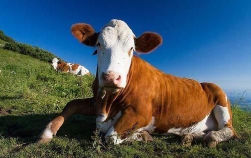 国牛肉进口重磅政策先后出台,法国之后,英国牛