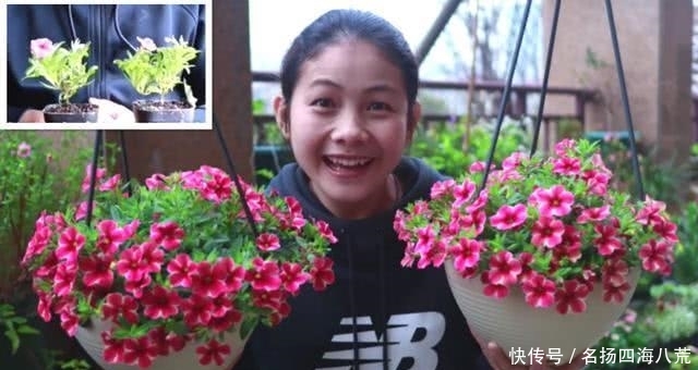  [名字]这种花花量惊人，名字也很特别，阳台也能变花园！