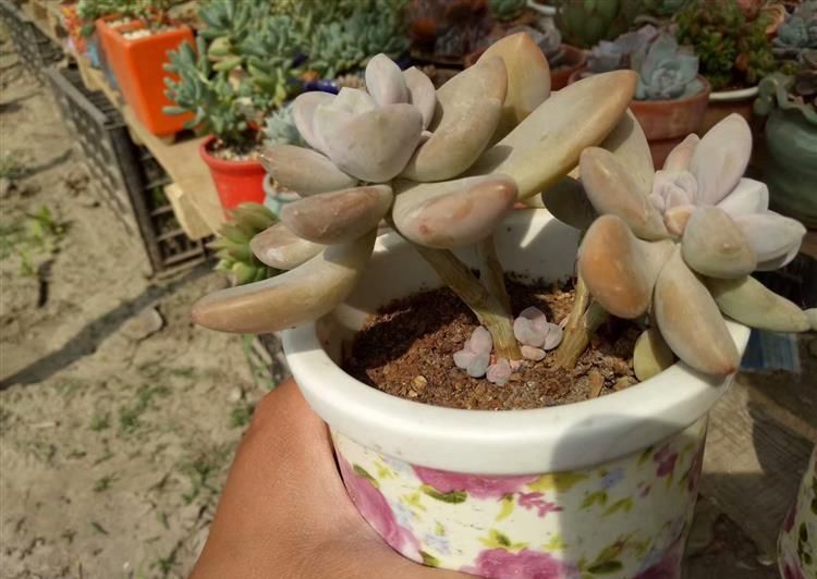  #成老桩#徒长的多肉颜值狂增, 只用了这1招!