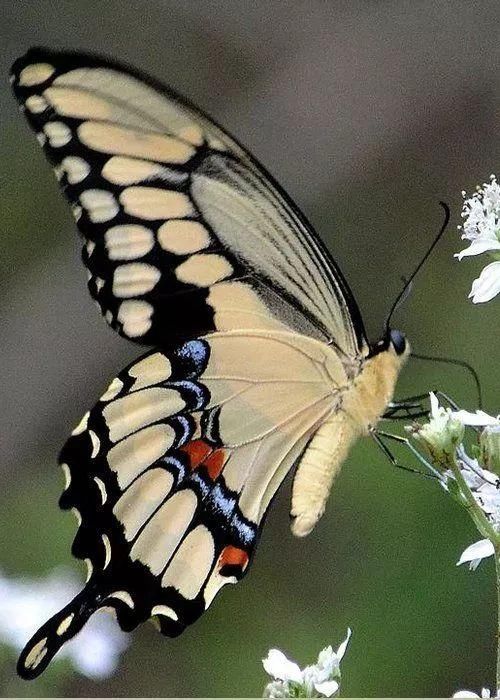 时尚圈里的动物世界?动物上身也要了解背后的故事!