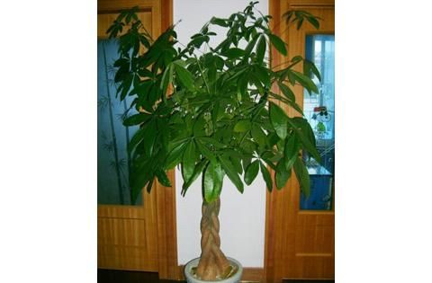  「寓意植物」养发财树，别摆在此“3个”地方了，财位对不上