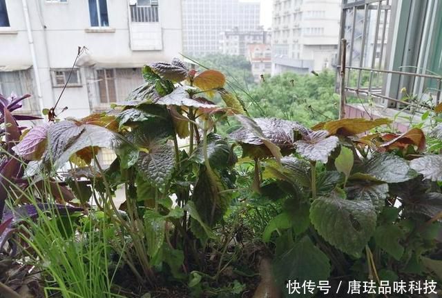  花盆@春天来了，酸咪草都开了，紫苏都种活了！