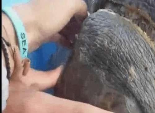  『救援』男子海中钓鱼发现乌龟紧追其后, 细看后男子果断决定对其救援