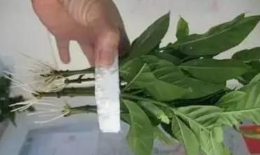  #扦插#如何提高植物的扦插成活率？用上1个雪碧瓶子，水培1周就生根