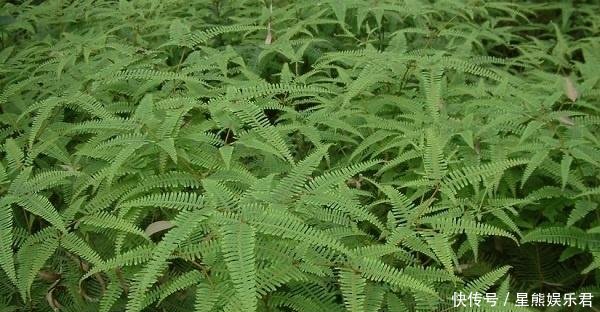 这种杂草在农村很常见 通常把它当作柴火用，殊不知它的用途很广