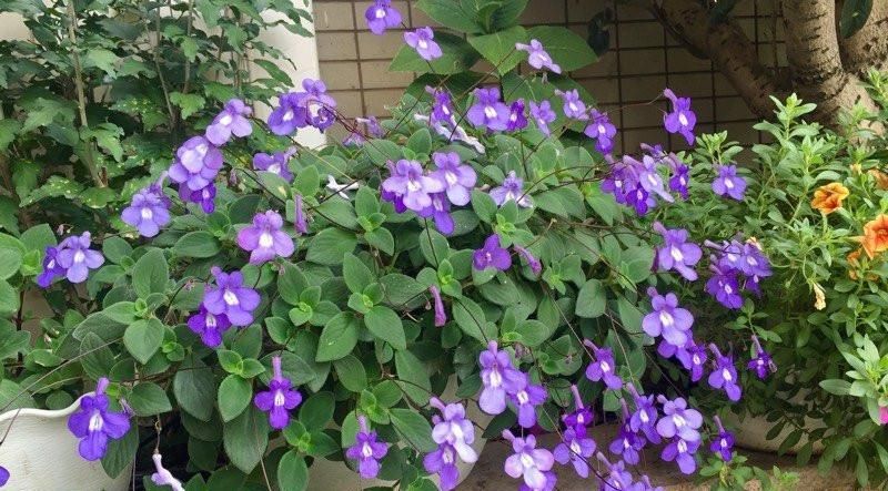  [值得]忘了绿萝吊兰吧，此盆栽绿植，花叶俱美，全年可开花，更值得拥有