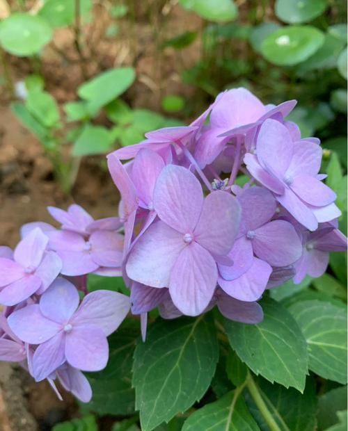  【要你命】这花长得好，分泌出的汁液可以要你命，在家不要养
