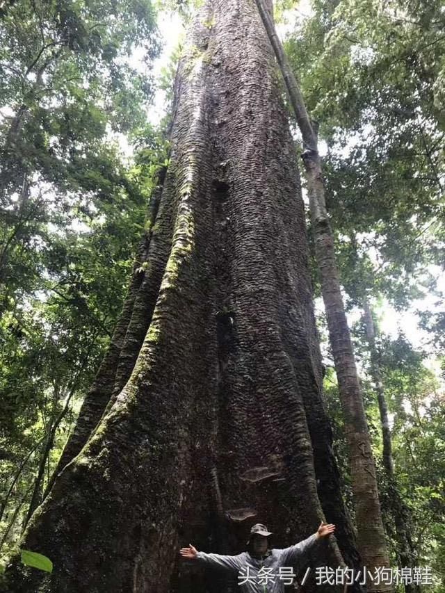 青岛富豪20年前被坑买下的木头，如今被禁，国内炒出百万天价!