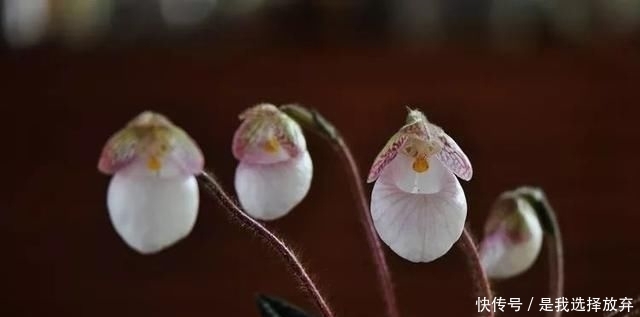 「黄花独蒜兰」正在消失的美丽:稀有兰花