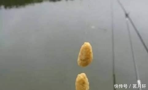  【把握】钓鲤鱼为什么难?因为没有把握好窝料、调钓、饵料,造成鱼难钓