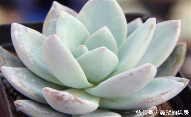 光照|好养优美的多肉霜之朝,养护中这3点一定要知道,上色塑型全靠它