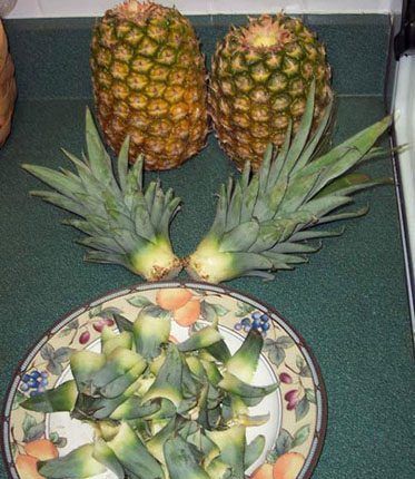  #盆栽#吃完的菠萝顶花别扔，简单4步种出一盆漂亮的小盆栽，还会结果！
