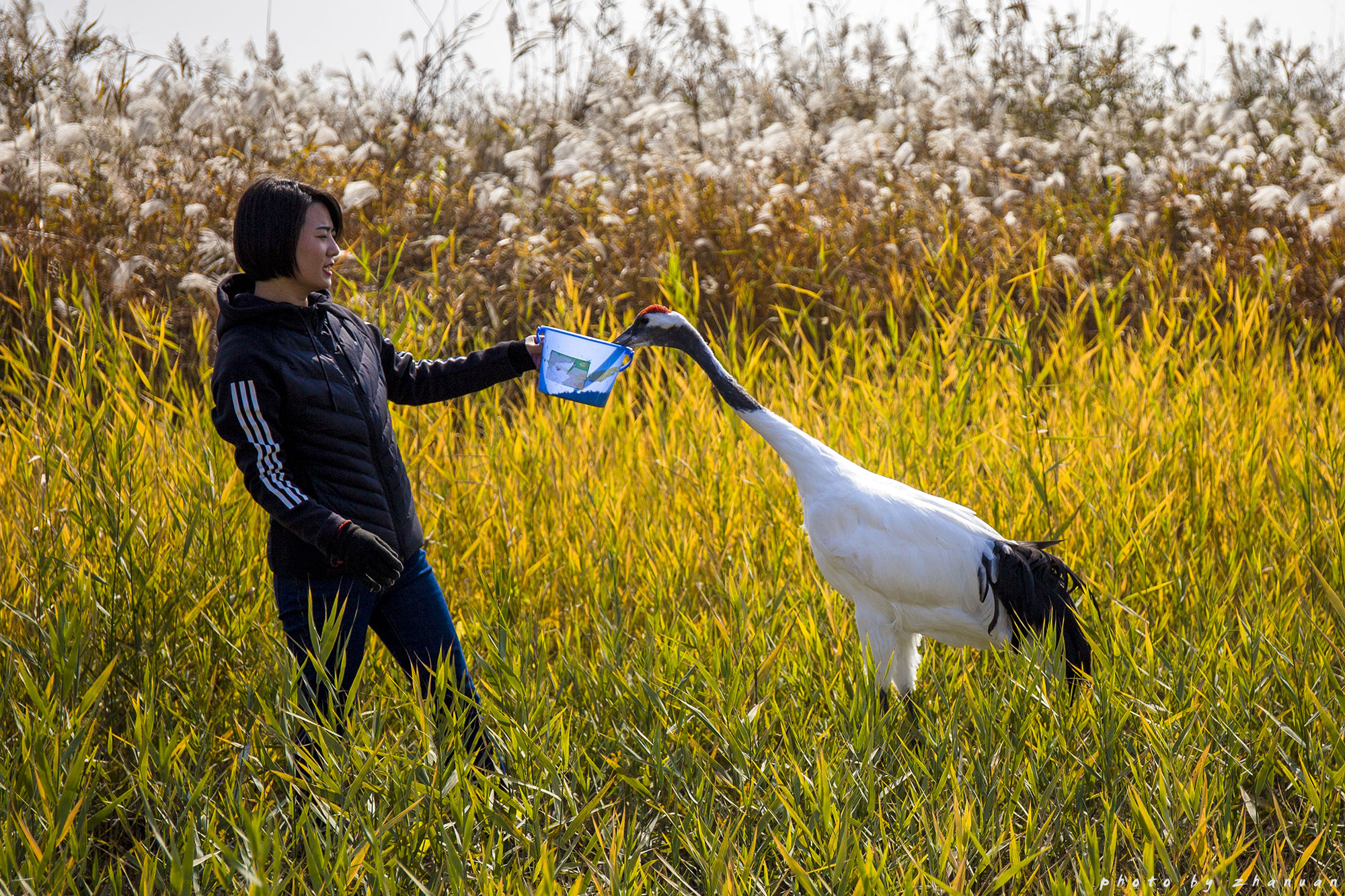 东营丨走过沧海桑田，终是在芦花飞雪的秋日遇见你