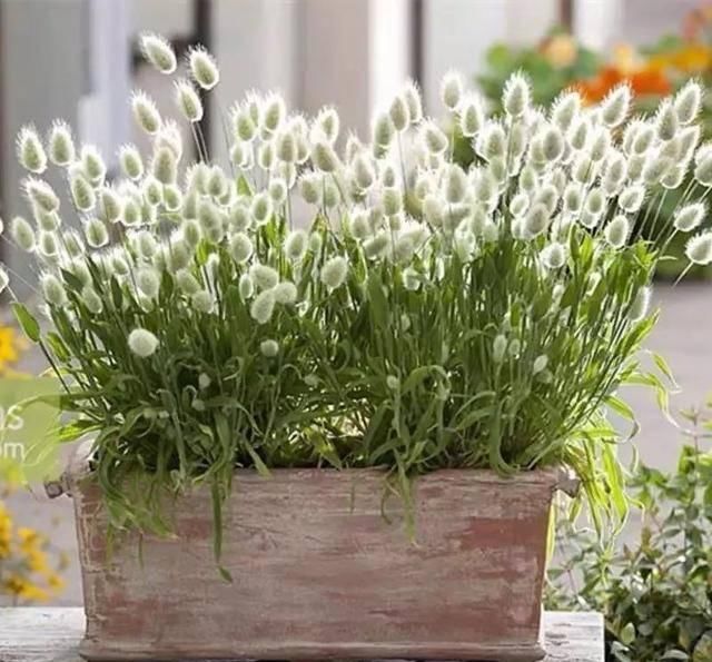 『家里』家里养七种毛绒绒的植物,乖萌又有趣,满满的少女心