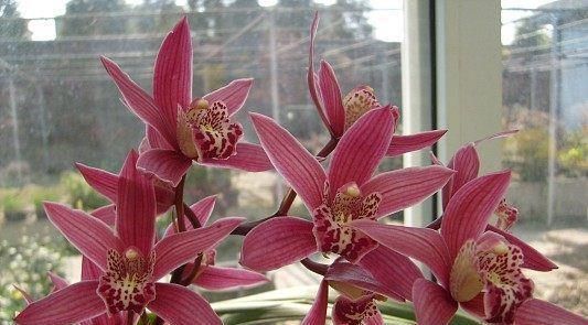 「红红火火」秋天养花选这种,花色喜庆,红红火火,花开满室香,是盆栽佳品