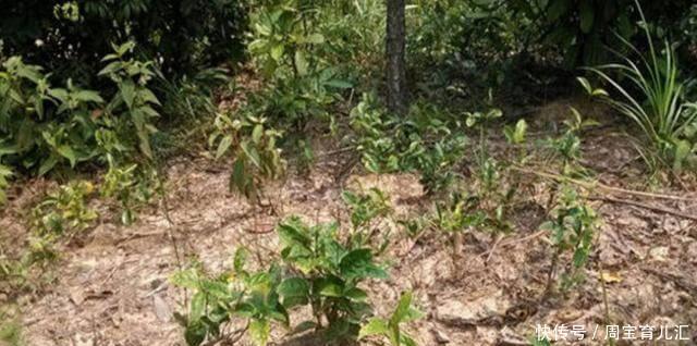 农村地里的“野花生”10年结1次果，560块钱1斤，却无人愿意去捡