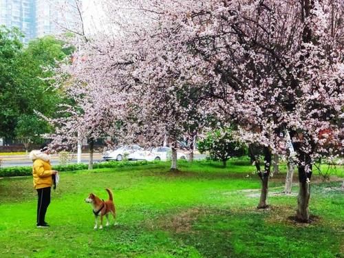  美轮美奂|湖南衡阳：太阳广场紫叶李花开烂漫，状若雾凇染霞，美轮美奂!