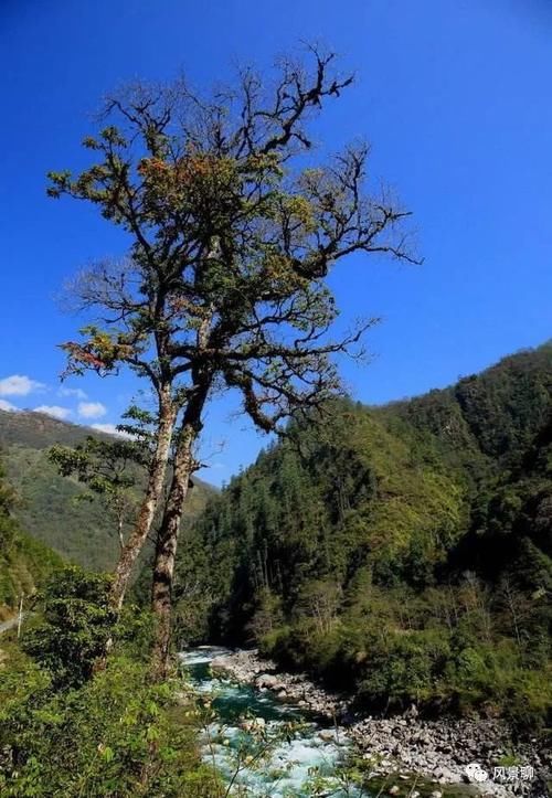 动植物的王国——高黎贡山